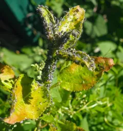 Spotted Poplar Aphid thumbnail 2