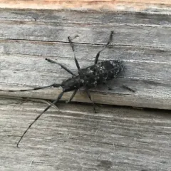 Spotted Pine Sawyer thumbnail 2
