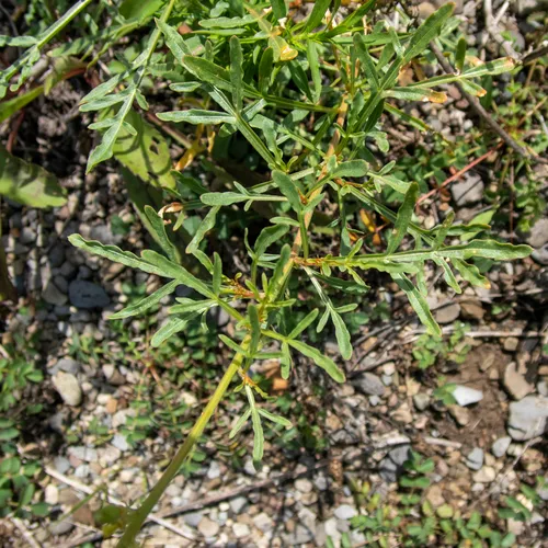 Wild Mignonette
