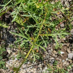 Wild Mignonette thumbnail 1