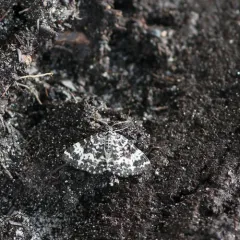 White-banded Black Moth thumbnail 4