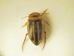 Neoporus vittatus thumbnail 2