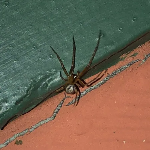 Silver-sided Sector Spider