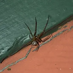 Silver-sided Sector Spider thumbnail 1