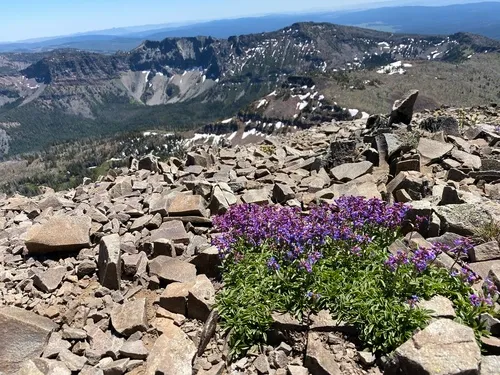Wallowa Beardtongue