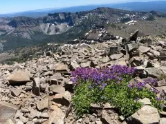 Wallowa Beardtongue thumbnail 1