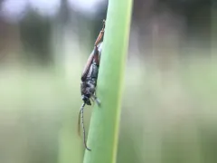 Donacia porosicollis thumbnail 2