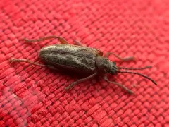 Pubescent sedge beetle thumbnail 4