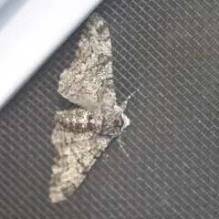Peppered Moth thumbnail 4