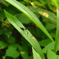 American Pelecinid Wasp thumbnail 3