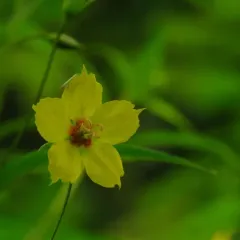 fringed loosestrife thumbnail 3