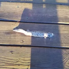 Common Mudpuppy thumbnail 3
