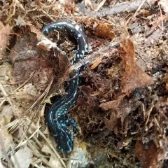 Blue-spotted Salamander thumbnail 5