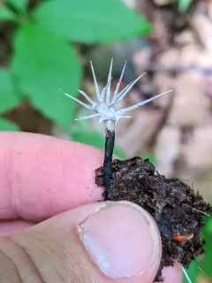 fairy sparklers thumbnail 2