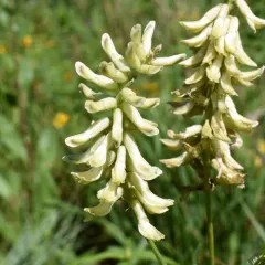 Canadian milkvetch thumbnail 1