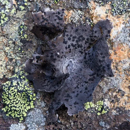 Greater Salted Rocktripe Lichen
