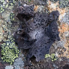 Greater Salted Rocktripe Lichen thumbnail 1