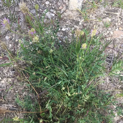 Laxmann's Milkvetch