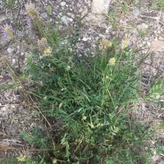 Laxmann's Milkvetch thumbnail 1