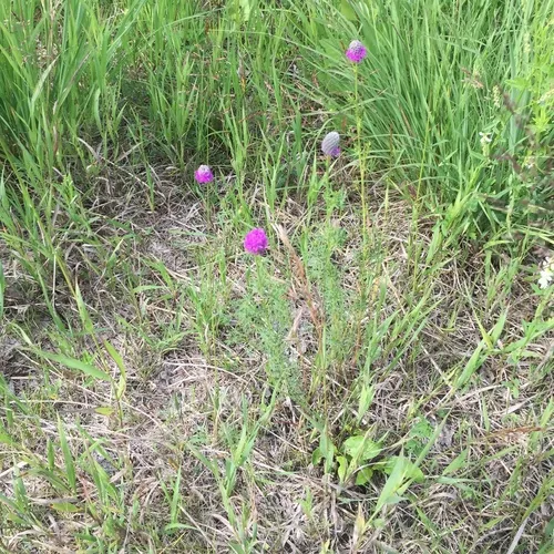 purple prairie clover