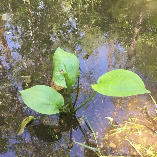 northern water-plantain