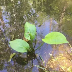 northern water-plantain thumbnail 1