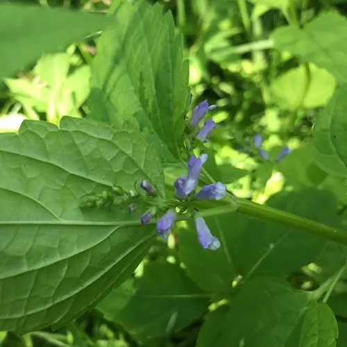 side-flowering skullcap