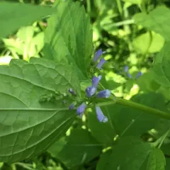 side-flowering skullcap thumbnail 1