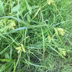 retrorse sedge thumbnail 1