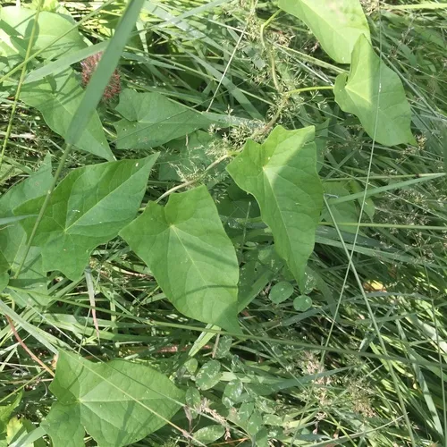 hedge bindweed