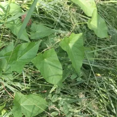 hedge bindweed thumbnail 1
