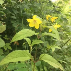 fringed loosestrife thumbnail 2
