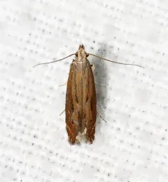 Isophrictis anteliella thumbnail 3