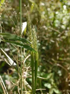 Awnless Wild Rye thumbnail 4