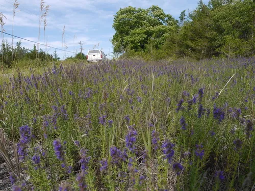 Hyssop