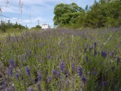 Hyssop thumbnail 1