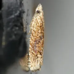 Pale-headed Eucosma Moth thumbnail 3