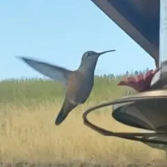 Broad-tailed Hummingbird thumbnail 1