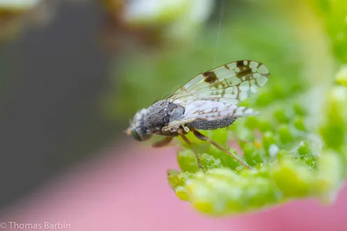 Tephritis candidipennis