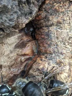 Traginops irroratus thumbnail 4