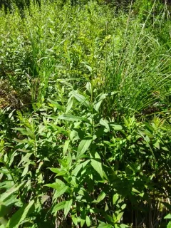 Elliott's goldenrod thumbnail 2