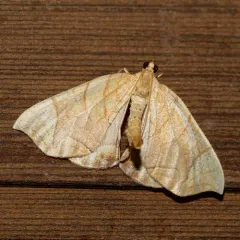 Lesser Grapevine Looper Moth thumbnail 2