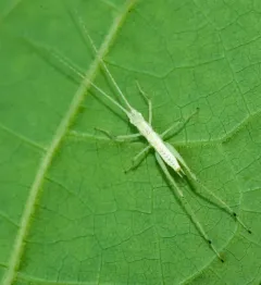 Davis' Tree Cricket thumbnail 2