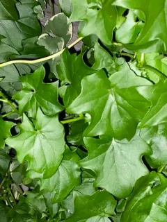 Cape-ivy thumbnail 4