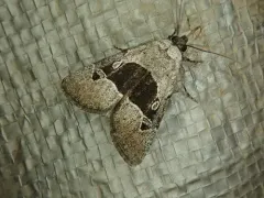 Sympistis umbrifascia thumbnail 2