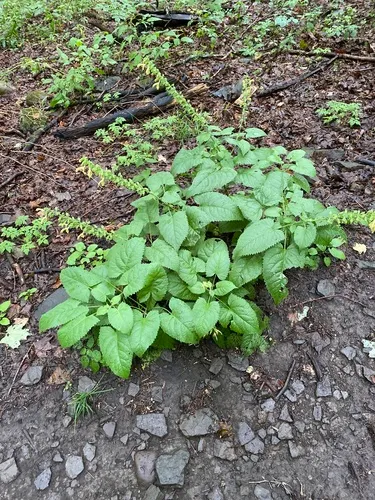 Sticky Sage