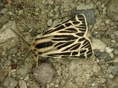 Steppe Tiger Moth thumbnail 2