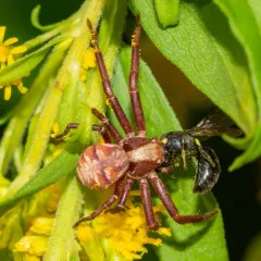 Punctated Ground Crab Spider thumbnail 2