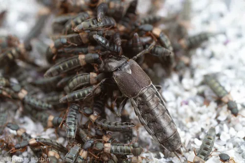 Cafius canescens