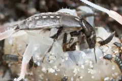 Cafius seminitens thumbnail 2
